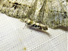 Aristotelia elegantella