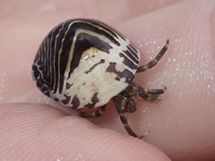 Clibanarius striolatus