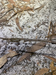 Allothereua maculata