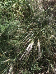 Austrostipa mollis