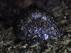Nerita polita