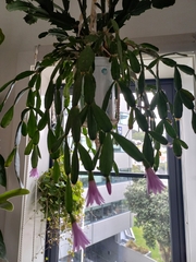Schlumbergera truncata