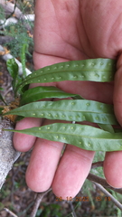 Microgramma mauritiana