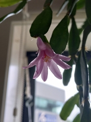 Schlumbergera truncata