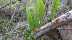 Microgramma mauritiana