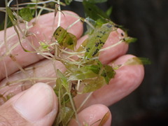 Halophila ovalis