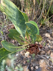 Protea acaulos