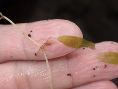 Halophila ovalis