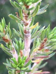 Cliffortia stricta