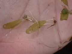 Halophila ovalis