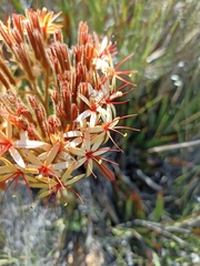 Dilatris viscosa