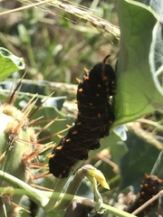 Battus polydamas psittacus