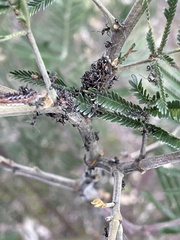 Jalmenus evagoras