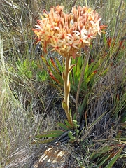 Dilatris viscosa