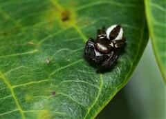 Carrhotus coronatus