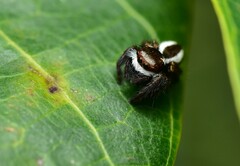 Carrhotus coronatus