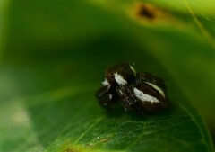 Carrhotus coronatus