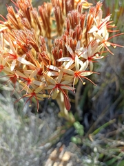 Dilatris viscosa