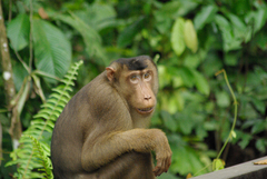 Macaca nemestrina