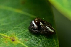 Carrhotus coronatus