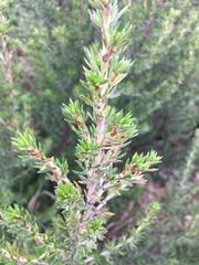 Cliffortia stricta