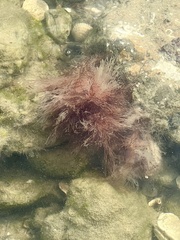 Ulva intestinalis