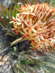 Dilatris viscosa