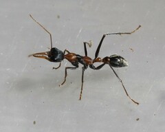 Myrmecia nigrocincta