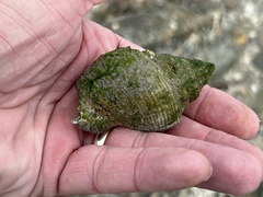 Rapaninae