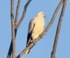 Ducula spilorrhoa