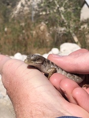 Elgaria multicarinata webbii