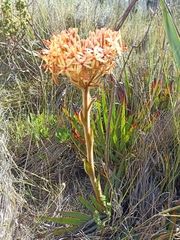 Dilatris viscosa
