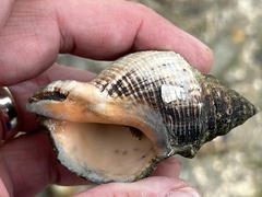 Rapaninae