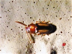 Laemophloeus terminalis