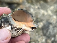 Rapaninae