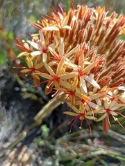 Dilatris viscosa