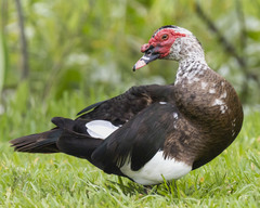 Cairina moschata domestica