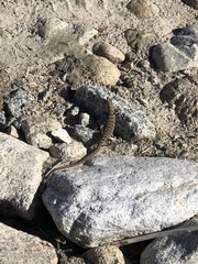 Elgaria multicarinata webbii