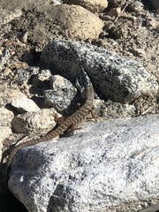 Elgaria multicarinata webbii