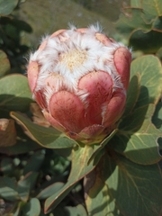 Protea grandiceps