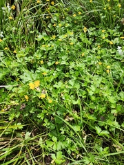 Ranunculus muricatus