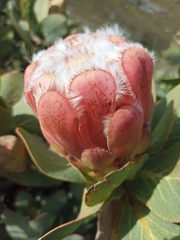 Protea grandiceps