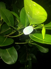 Rhoecus australasiae