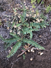 Astragalus pomonensis