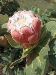 Protea grandiceps