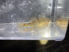Etheostoma olmstedi