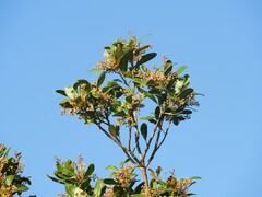 Lithraea brasiliensis