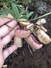 Astragalus pomonensis