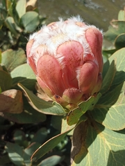 Protea grandiceps