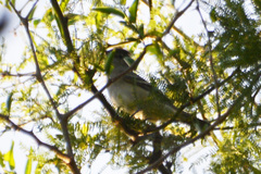 Elaenia